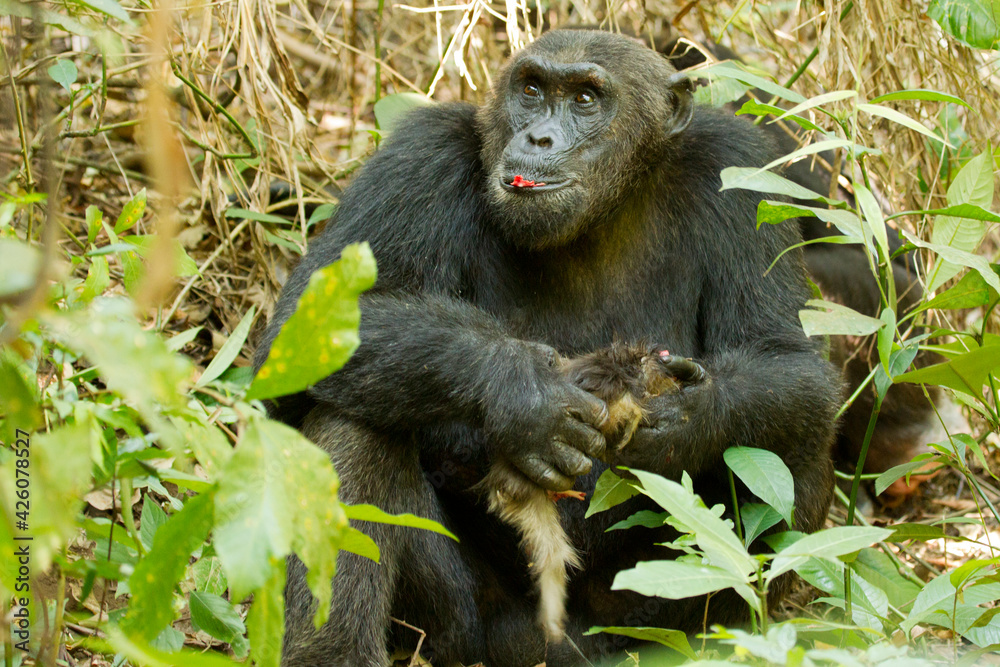 common chimpanzee in Mahale NP at Lake Tanganyika in Tanzania common chimpanzee in Mahale NP at Lake Tanganyika in Tanzania