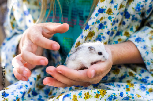 Jinharu hamster on their hands. Photo pet photo