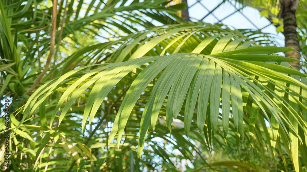 palm tree leaves palm tree leaves