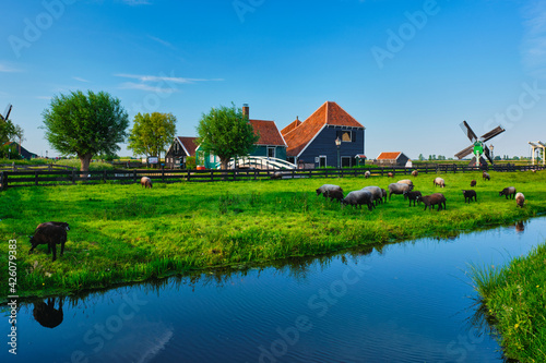 Sheeps grazing near farm houses in the museum village of Zaanse