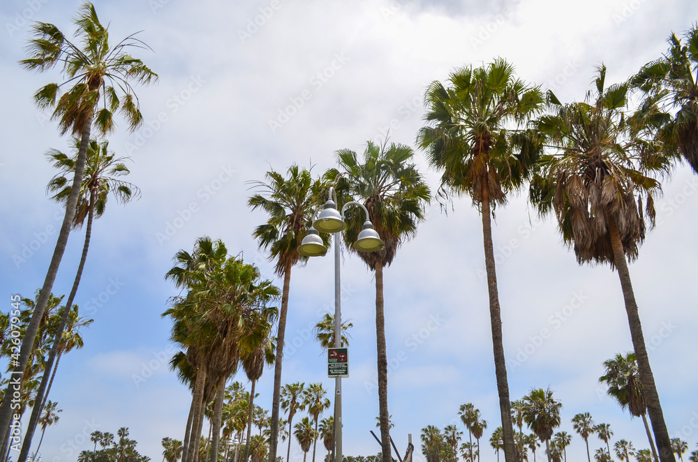 Fototapeta premium palm trees and blue sky
