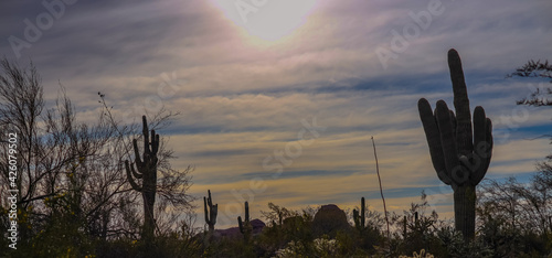 Desert Botanical Garden is a 140-acre botanical garden located in Papago Park, at 1201 N. Galvin Parkway in Phoenix, central Arizona. photo