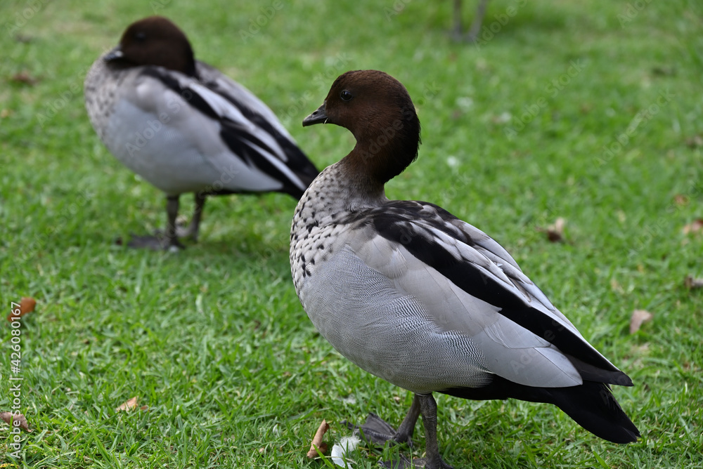 A close up of an Australian wood duck just after it was foraging in the grass, with another Australian wood duck behind it A close up of an Australian wood duck just after it was foraging in the grass, with another Australian wood duck behind it