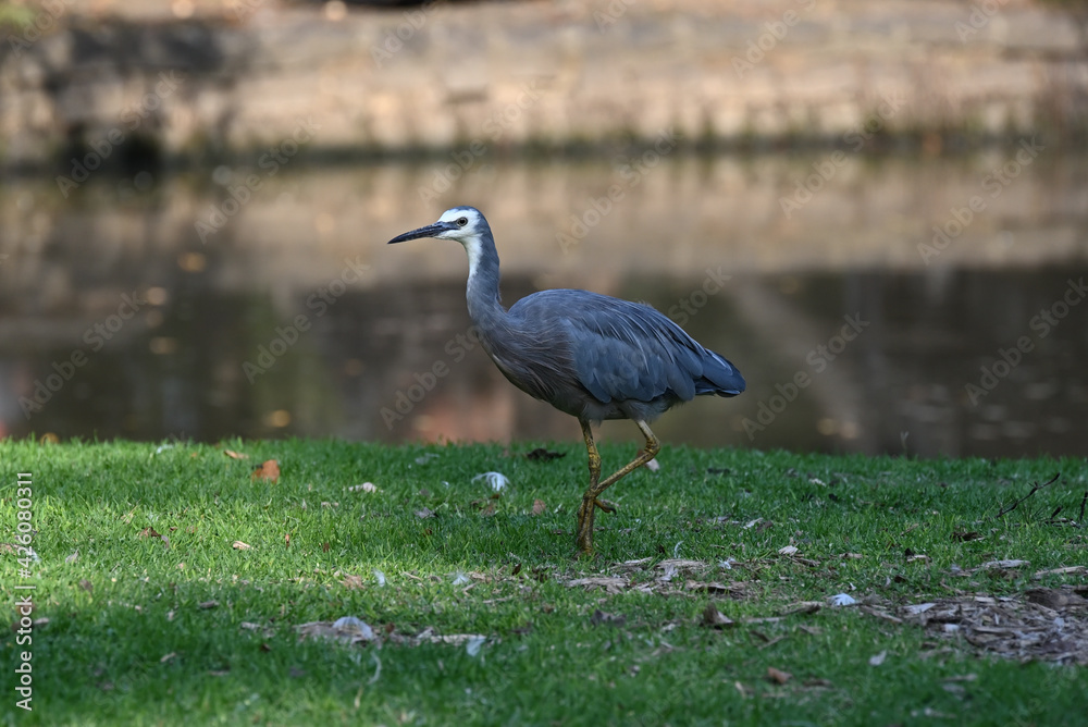 Fototapeta premium A white-faced heron struts along a grassy patch beside a pond