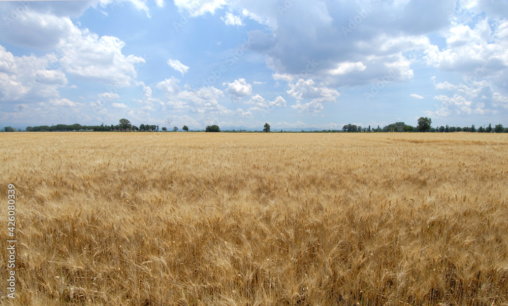 Golden field of wheat in June while the summer wind blows on the hills of Piedmont and on the ears of wheat.