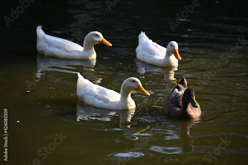 Three white ducks and a brown duck swimming together in a pond