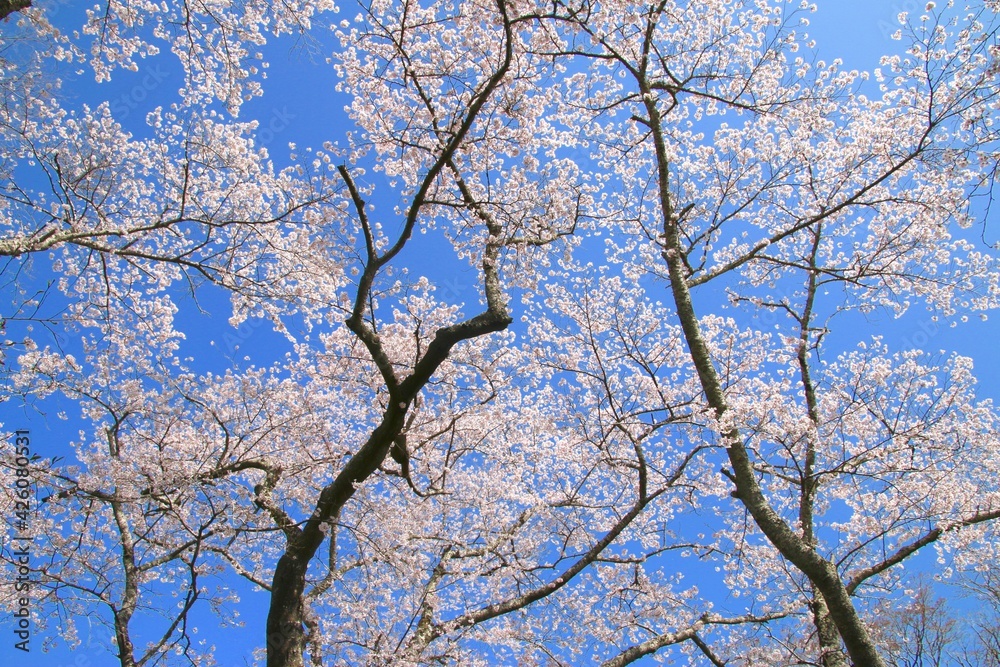小高神社の桜(福島県・南相馬市) 小高神社の桜(福島県・南相馬市)