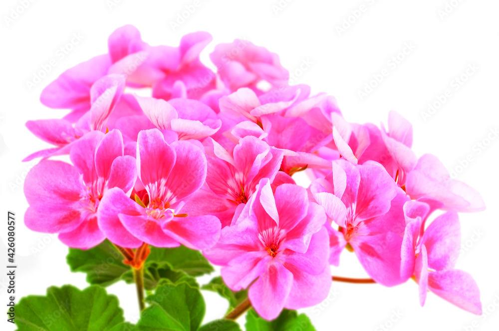 Balmy Geranium flower Balmy Geranium flower