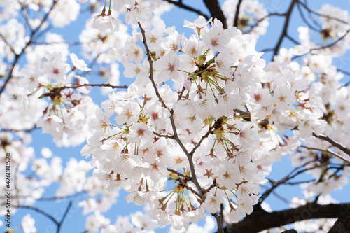 cherry blossom in spring © Kwangjin