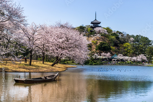 横浜市三渓園春爛漫