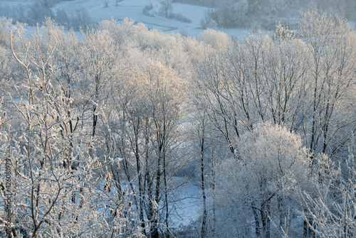 Snow and dew in the forests of the Piedmont hills in winter. 