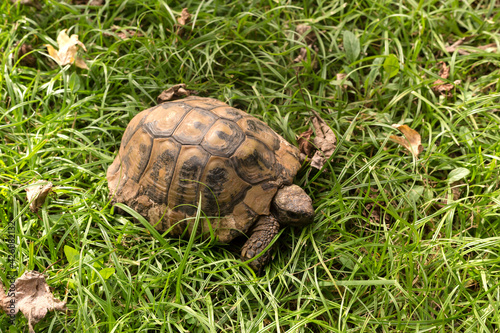 Tortoise close-up crawling on green grass