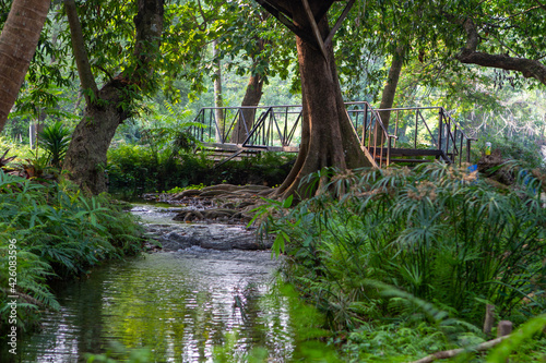 river in the forest