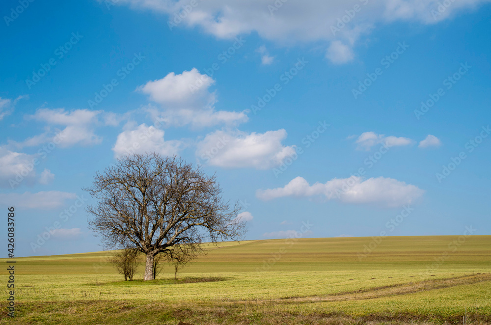 Lonely tree in an endless wheat field in spring Lonely tree in an endless wheat field in spring