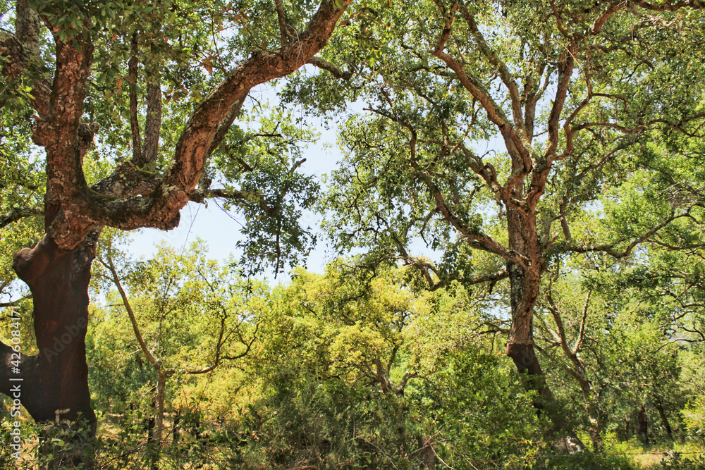 Cork oak forest in Arrabida Mountains Cork oak forest in Arrabida Mountains