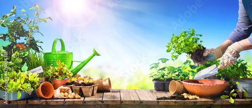 Farmer planting young vegetable seedlings on wooden table outdoors