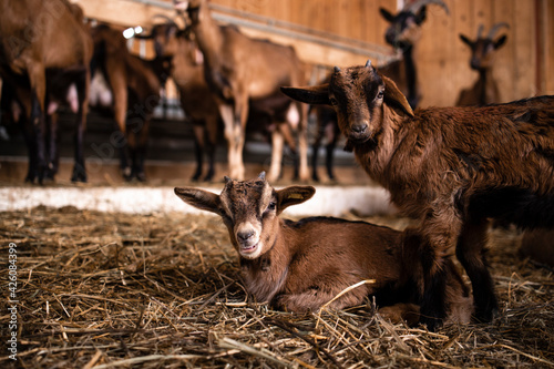 Goat kid domestic animal at farmhouse. In background domestic animals eating and standing.