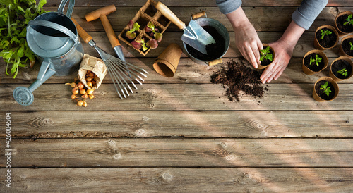 Farmer planting young tomatoes seedlings on wooden table