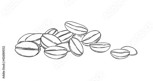 Coffee beans sketch. Aromatic coffee seeds isolated on white background. Engraved vector illustration