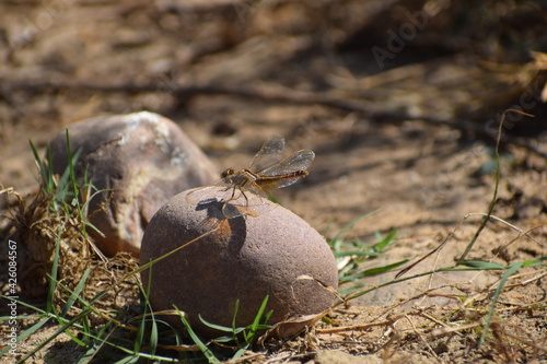 A yellow dragon fly on stone