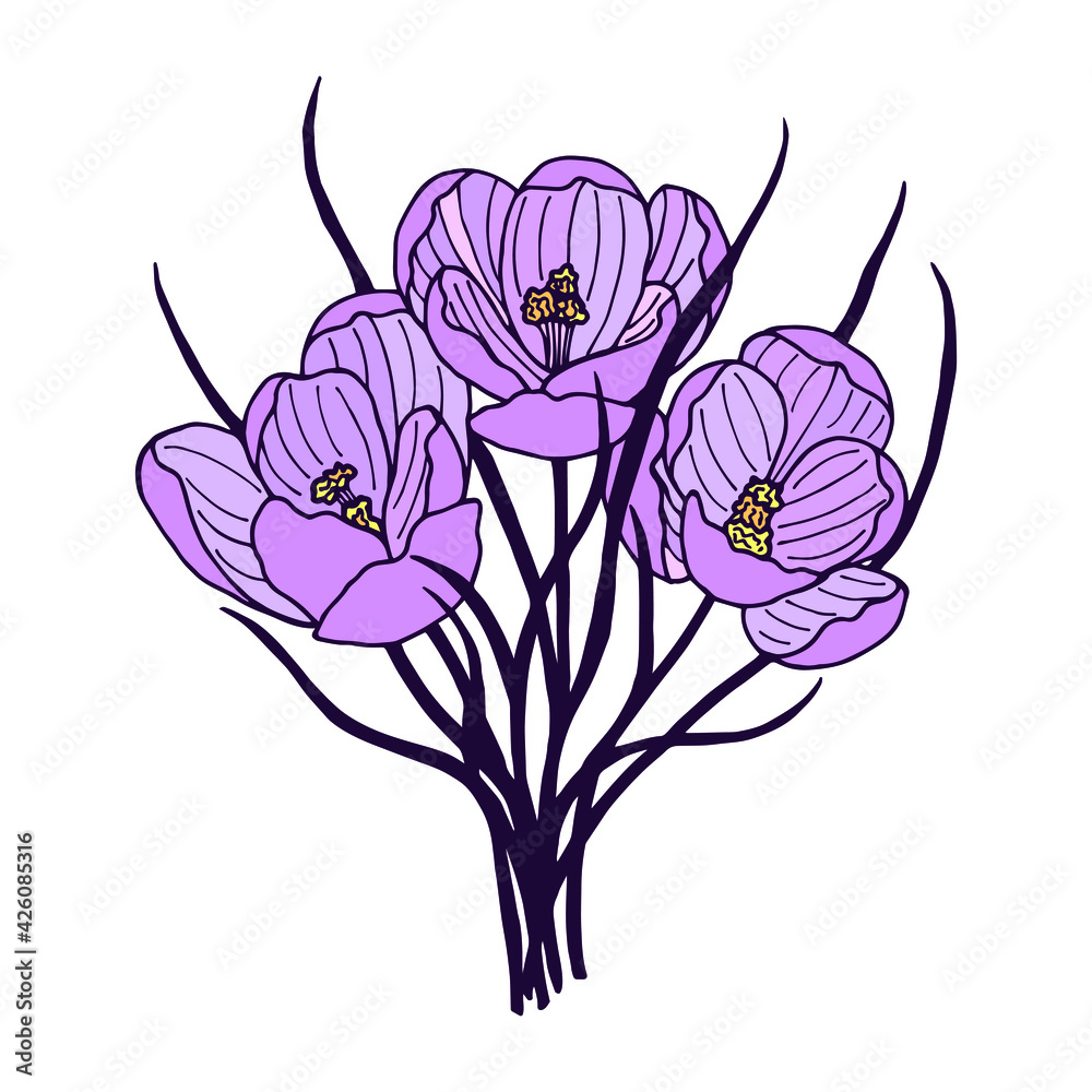 Obraz premium Plant flowers Crocus, Saffron. Vector stock illustration eps10. Hand drawing, isolate on a white background.