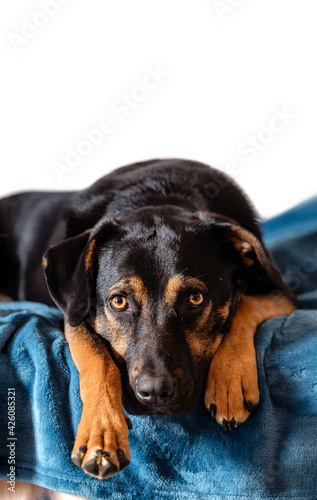 breedless dog portrait, black mixed breed canine looking straight ahead