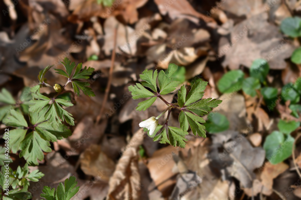 Wood anemone Wood anemone