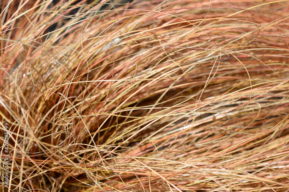 Bronze New Zealand hair sedge Bronze New Zealand hair sedge