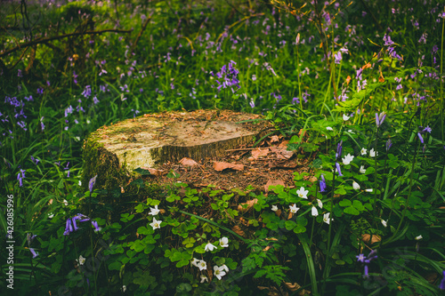 tree stump