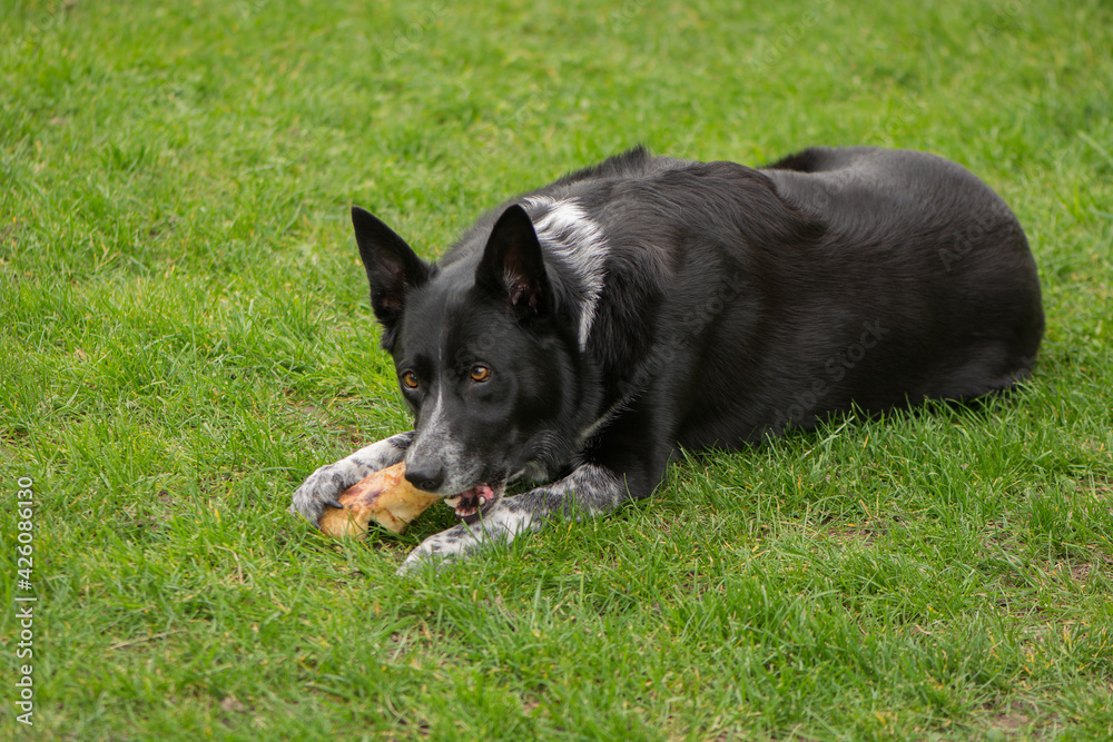 Border Collie gnawing a beef bone on a lawn.