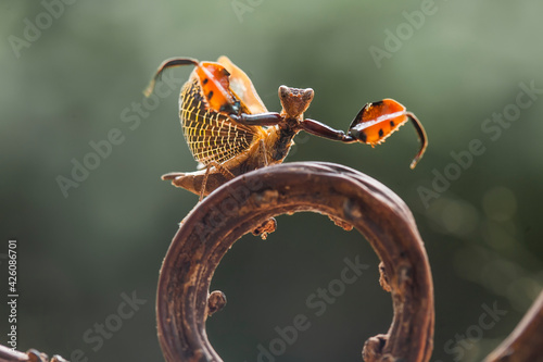 Astyliasula phyllopus on nature place photo