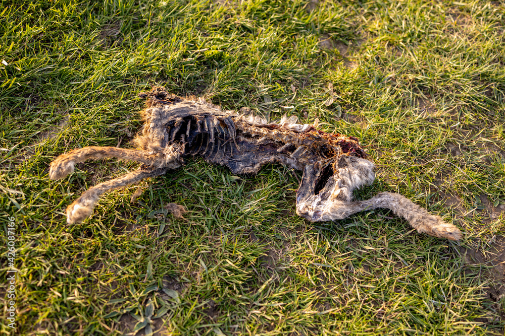 Corpse of a decapitated mare with spine and paws showing and missing head lying in floodplain meadow lit up by golden sunset light found after high rise water receded Corpse of a decapitated mare with spine and paws showing and missing head lying in floodplain meadow lit up by golden sunset light found after high rise water receded