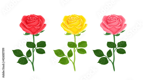 Set of blossoming roses of red, yellow and pink colors isolated on a white background. Vector illustration of garden flowers in cartoon flat style.