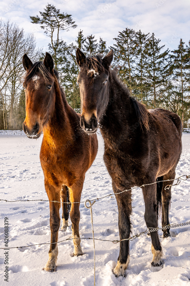 Two curious horses with snowy Whiskers in a grassland covered with snow. Two curious horses with snowy Whiskers in a grassland covered with snow.