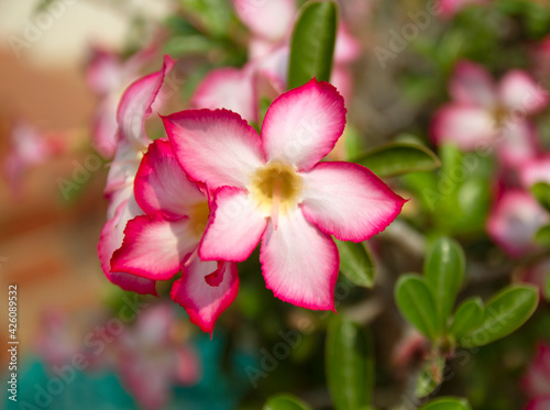 Impala Lily or Desert Rose or Mock Azalea  beautiful pink flower in garden.