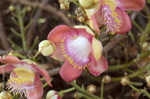 Sala Tree or Cannonball flower , the Symbol Flower and Tree in Buddhism photo