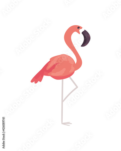 Pink famingo bird