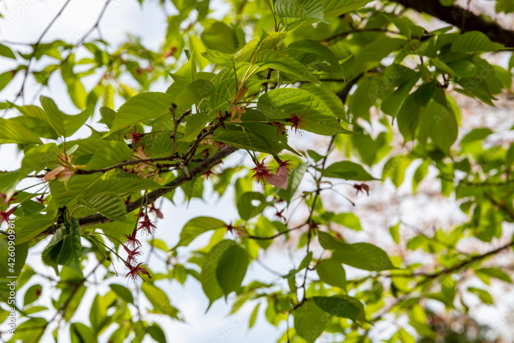 林業試験場樹木公園の河津桜は葉っぱの時期を迎えました