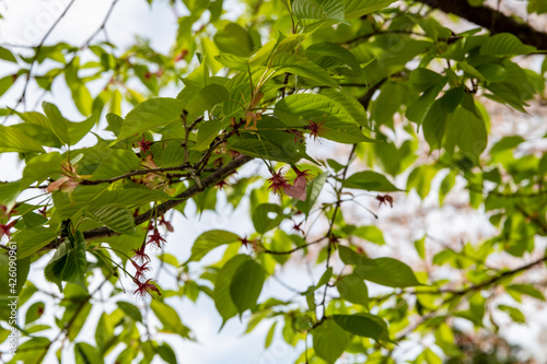 林業試験場樹木公園の河津桜は葉っぱの時期を迎えました