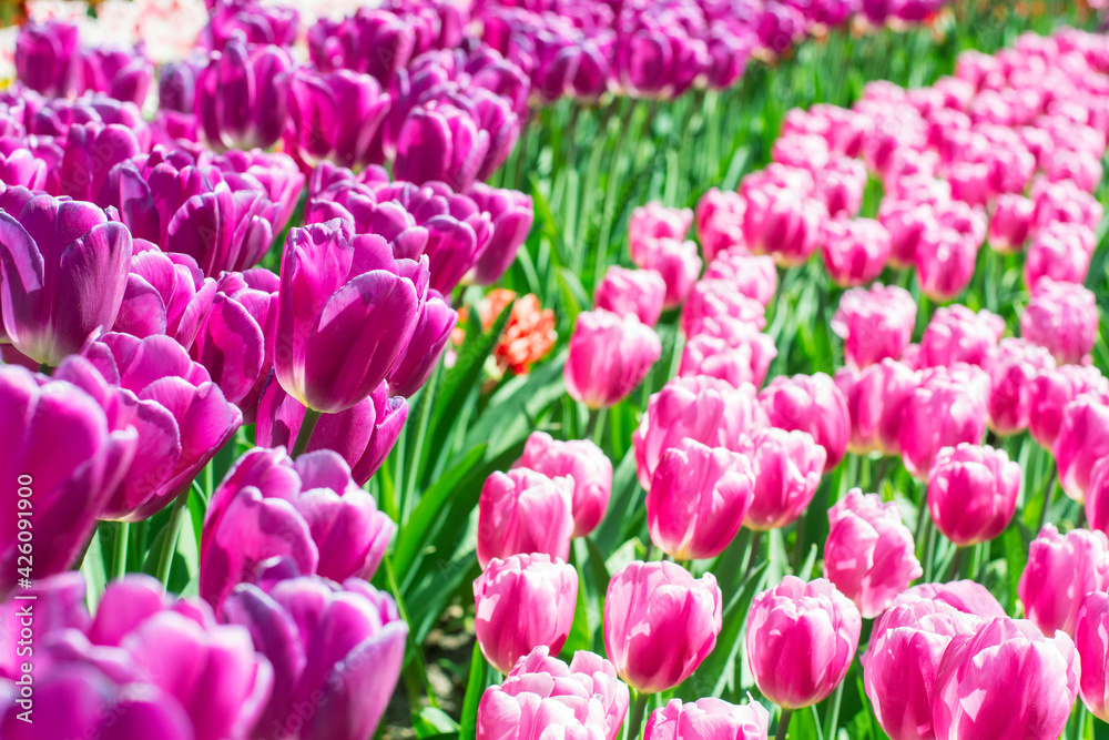 Beautiful field of purple and pink tulips in the sunlight. Keukenhof gardens with purple and pink tulips in the spring Beautiful field of purple and pink tulips in the sunlight. Keukenhof gardens with purple and pink tulips in the spring