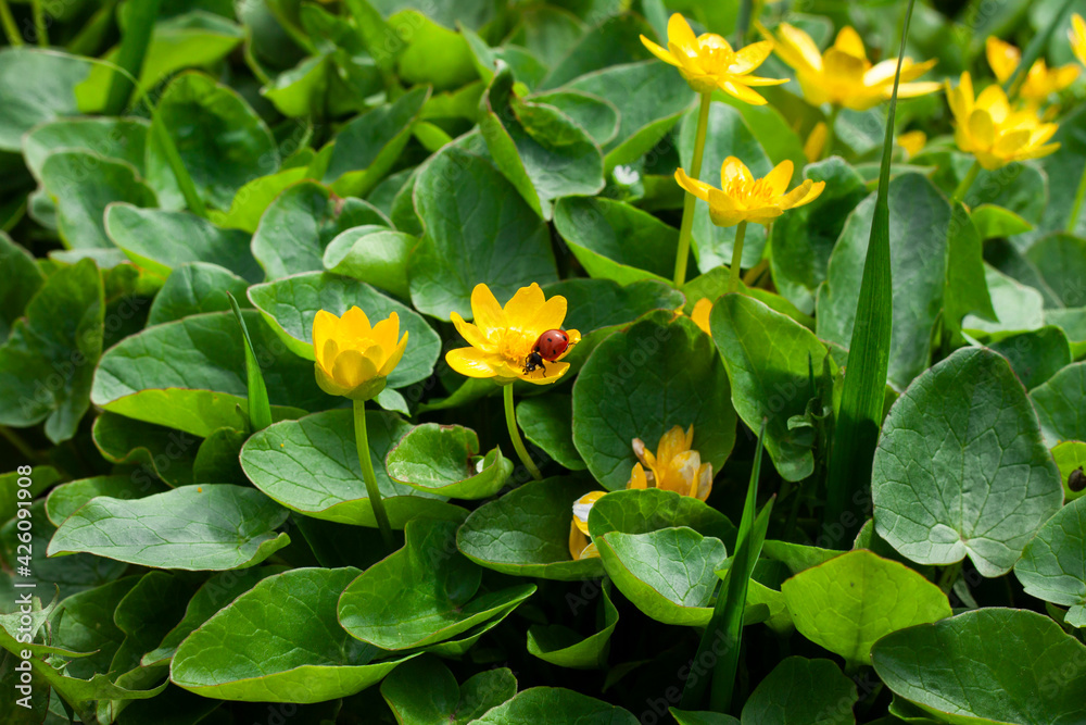 Coccinellidae on the yellow flower. Lesser celandine. Coccinellidae on the yellow flower. Lesser celandine.