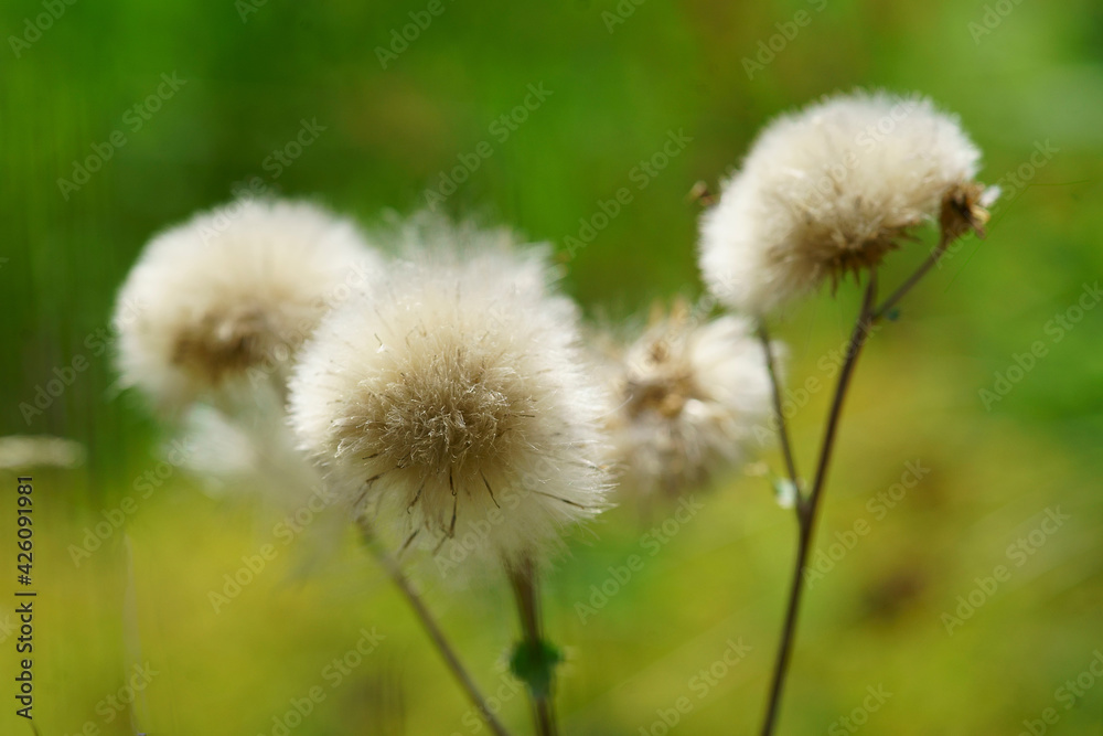 Fototapeta premium Pusteblume löwenzahn