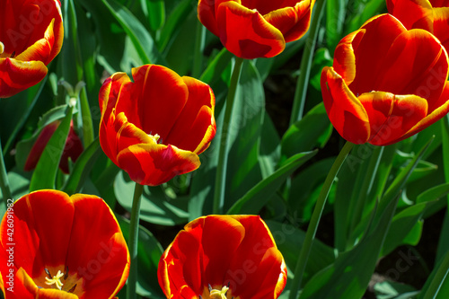 Flowerbed with red tulips with green leaves in the sunlight. Red tulips as a symbol of the Netherlands