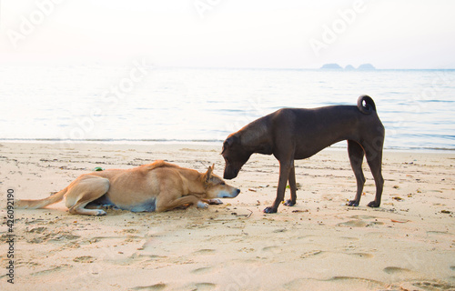 Black dog will be kissing Brown dog with prostrate on the beach in the sunset time. Dog Lover couple concept. Love concept. Valentine day.