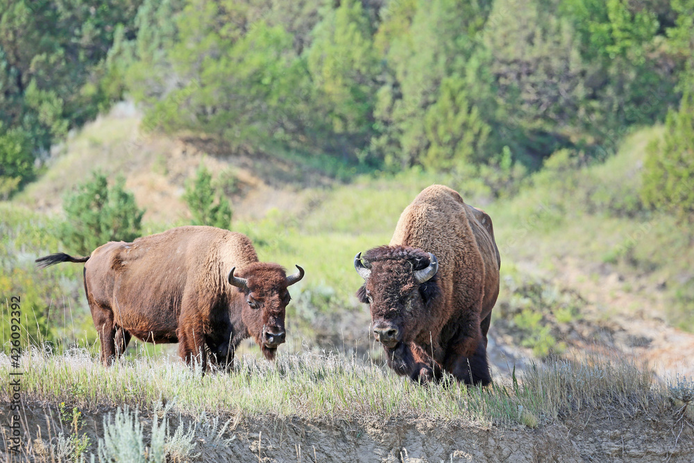 Buffalo couple, North Dakota