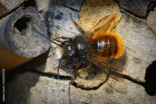 Closeup of the male of the horned orchard mason bee, Osmia cornu photo
