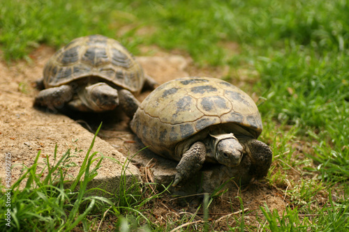 Turtles on the grass