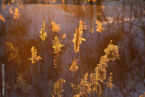 reeds at the sunset © Illiy