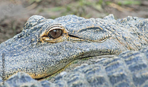 Alligator's eye, Florida
