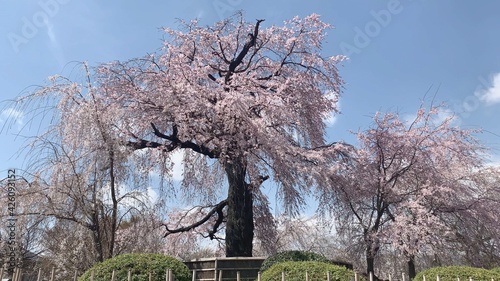 円山公園 枝垂れ桜 満開 京都